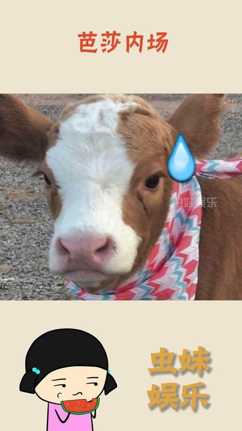 娱乐吃瓜酱梗,吃瓜酱背后的那些事儿